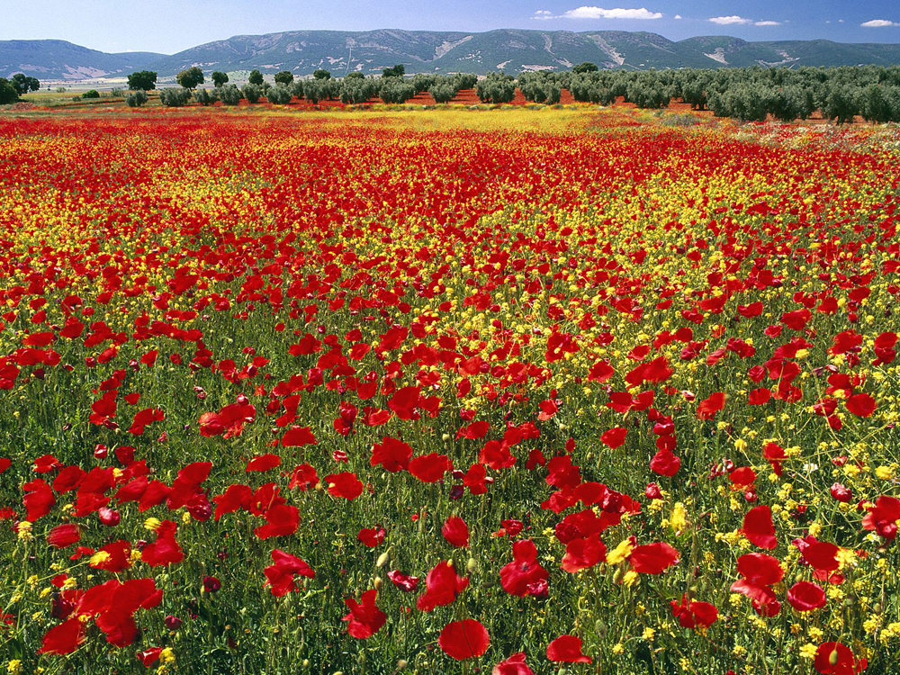champ de coquelicots 'image trouvé sur internet