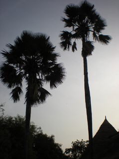 palmiers rôniers dans le parc de Niokolo Koba