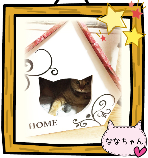猫好きの看板屋さんが作った 可愛い 猫小屋 キャットハウス Popart Kobe ページ 猫好きの看板屋さんが作った 可愛い 猫小屋 キャットハウス Popart Kobe ページ