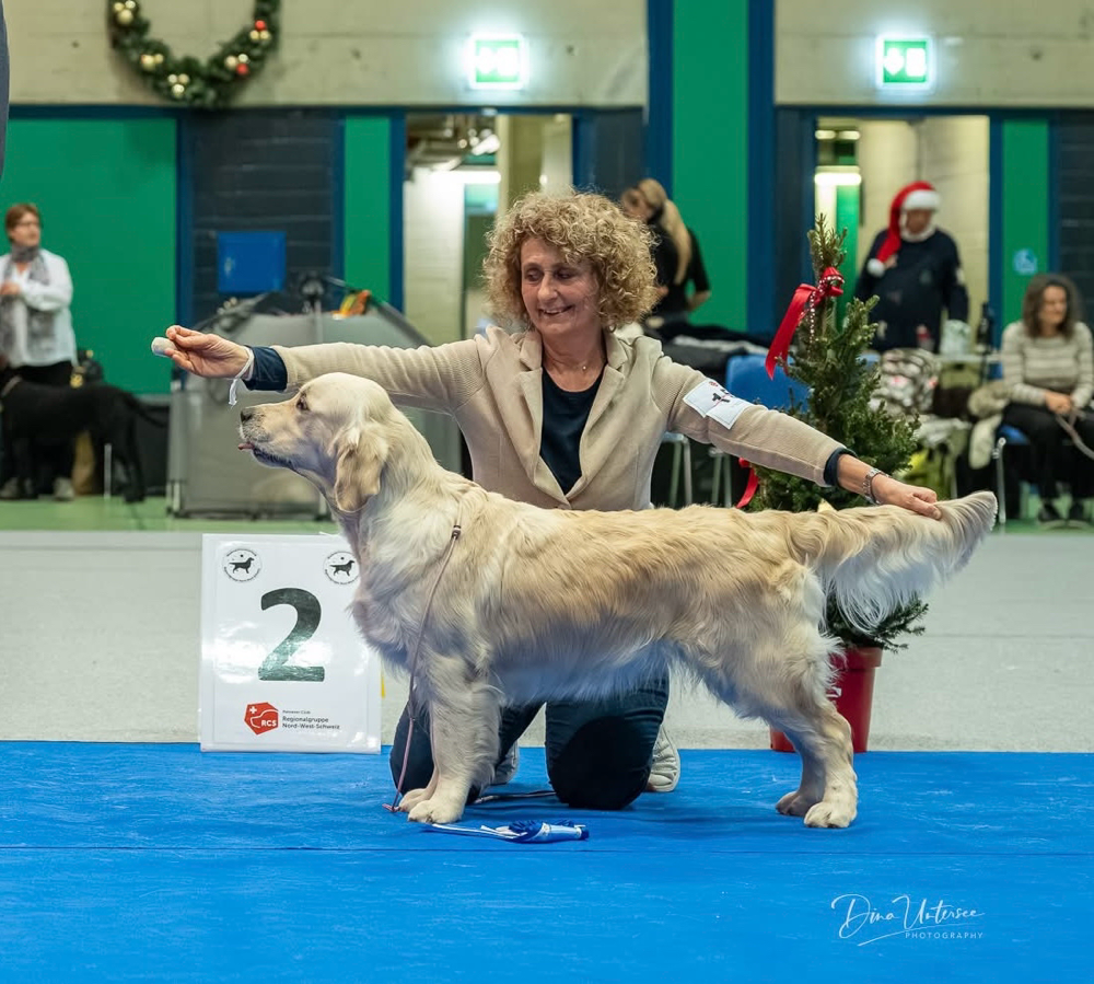 Retriever Weihnachtsausstellung - Day 1  2025🇨🇭