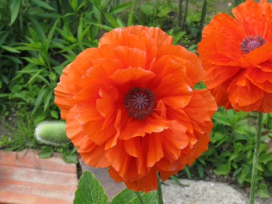  Мак восточный махровый Olympia orange  Papaver  оrientale Olympia orange