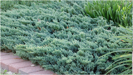 Juniperus horisontalis "Blue Chip" Можжевельник горизонтальный "Blue Chip"