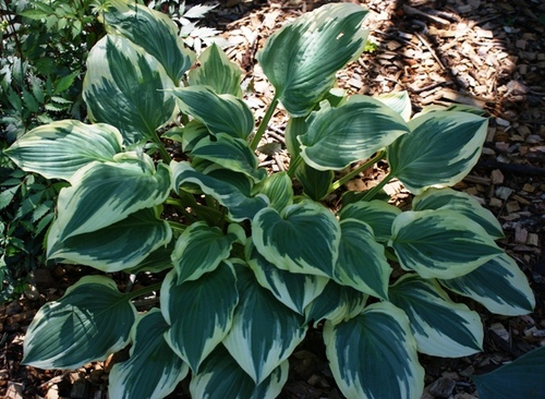 S    Хоста Калейдоскоп  Лейксайд      Hosta Lakeside Kaleidoscope 