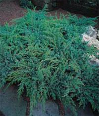 Juniperus squamata 'Hunetorp' (можжевельник чешуйчатый 'Гунторп'