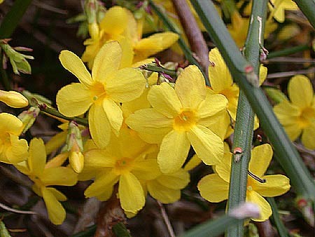 Жасмин голоцветковый  Jasminum nudiflorum Lindl.