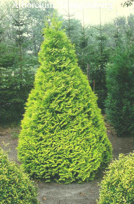 Thuja occidentalis “Sunkist” Туя западная “Sunkist”