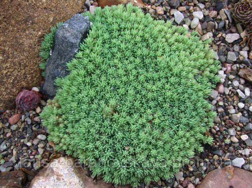  Седум испанский  Sedum hispanicum var. minus