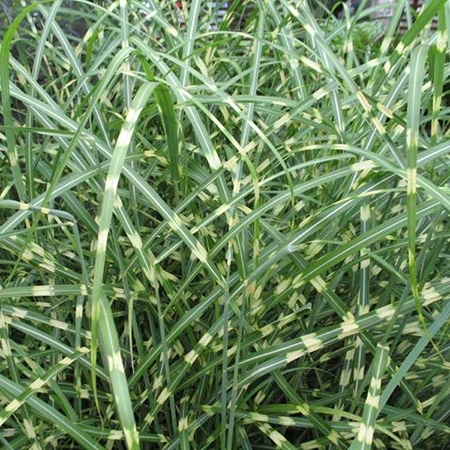  Мискантус   малеикая  зебра Miscanthus sinensis "Little Zebra"