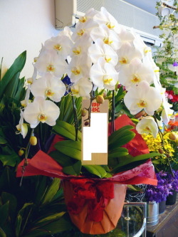 北品川に胡蝶蘭を当日配達の花屋 North Shinagawa Flower ページ 北品川に胡蝶蘭を当日配達の花屋 North Shinagawa Flower ページ