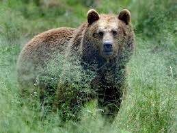 Braunbär (Bild leider nicht von uns).