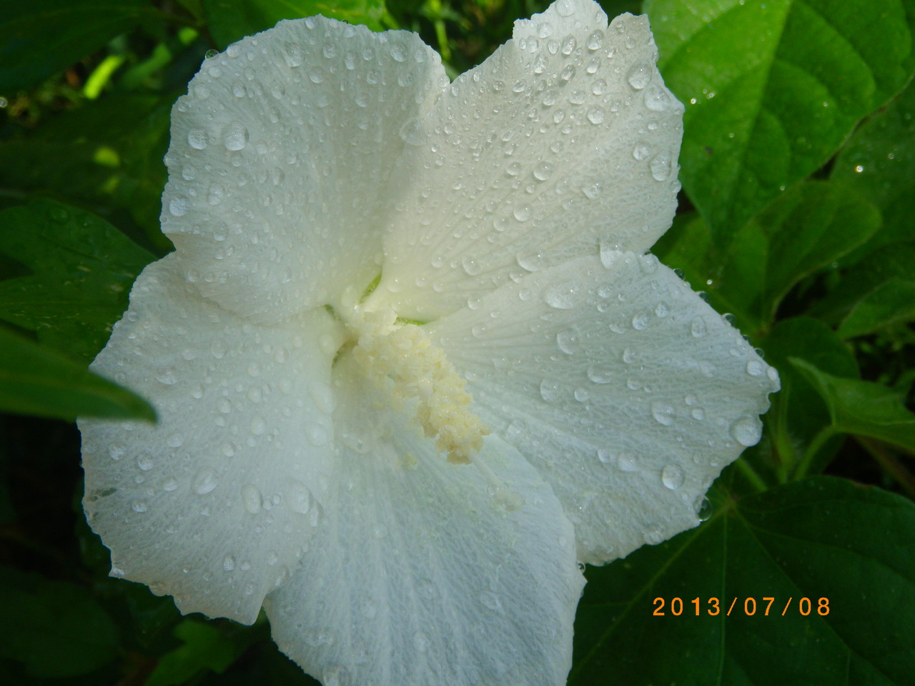 木槿