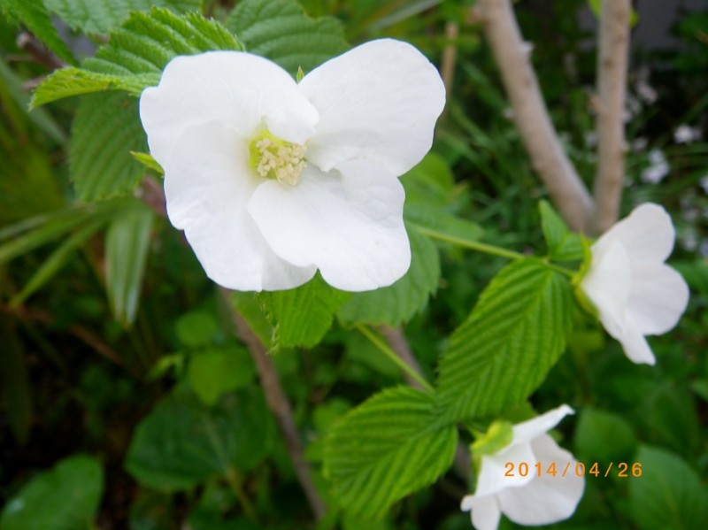 白花ヤマブキ