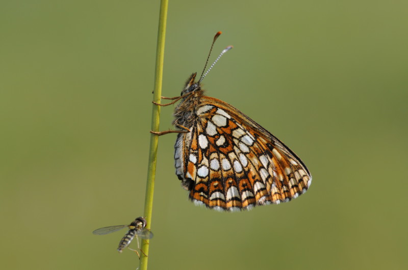 Baldrian-Scheckenfalter (Melitaea diamina): Eines der letzten Vorkommen dieser Tagfalterart im tertiären Hügelland und auf der Schotterebene. Vom Aussterben bedroht. © Dr. Eberhard Pfeuffer, LBV Bildarchiv