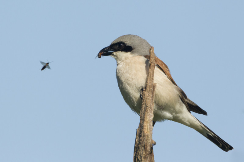 Neuntöter: Singvogel, auf der Vorwarnstufe der Roten Liste. Der Neuntöter ist etwa so groß wie eine Bachstelze. Zu seinem Namen passt sein Verhalten: er spießt Beutetiere, die nicht gleich gefressen werden, an Dornen auf. © Rosl Rössner, LBV Bildarchiv