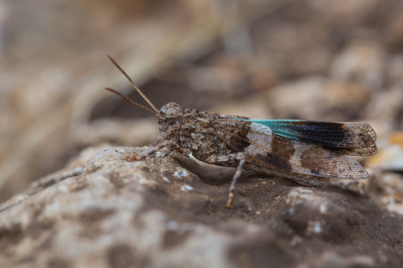 Blauflügelige Ödlandschrecke (Oedipoda caerulescens): Ein Überlebenskünstler, der öde und steinige Flächen benötigt. Wachsen diese Areale zu, verschwindet die Art ganz schnell. © Frank Derer, LBV Bildarchiv