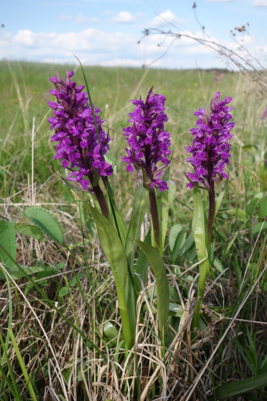 Fleischfarbenes Knabenkraut: Orchidee, gefährdet und streng geschützt. Dieses fleischrot blühende Knabenkraut kommt nur auf nährstoffarmen Feuchtwiesen und in Mooren vor.  © Bernd Raab, LBV Bildarchiv