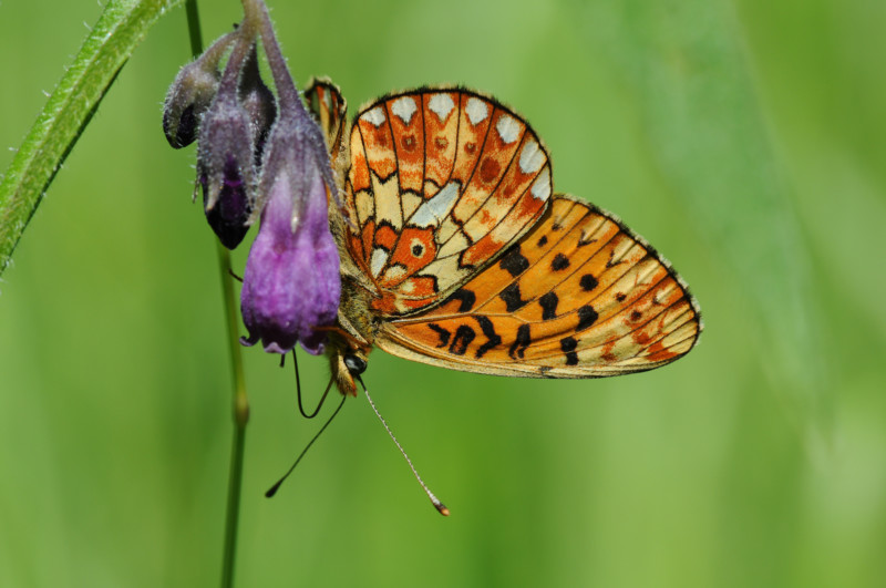 Feuriger Perlmuttfalter (Argynnis adippe): Wie viele verwandte Arten fressen auch die Raupen dieses Perlmuttfalters an diversen Veilchenarten. © Dr. Eberhard Pfeuffer, LBV Bildarchiv