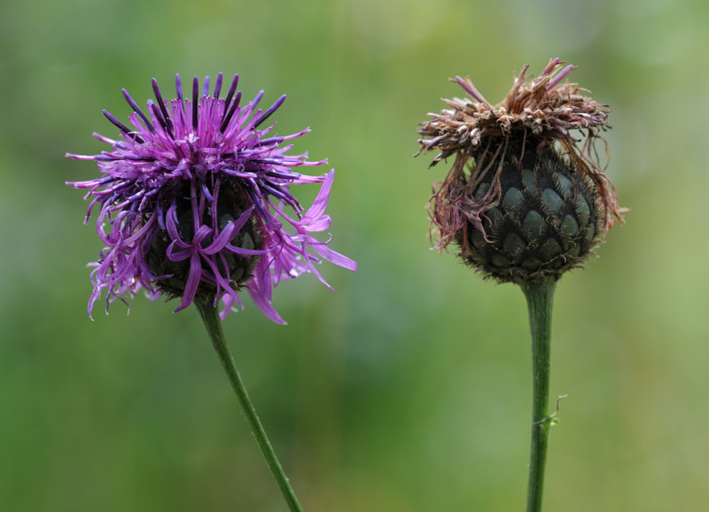 Skabiosen-Flockenblume (Centaurea scabiosa): Eine attraktive, bis 80 cm hohe, rotviolett blühende Pflanzenart, die gerne von Schmetterlingen besucht wird. © Dr. Eberhard Pfeuffer, LBV Bildarchiv