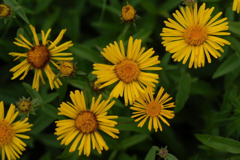 Weidenblättriger Alant (Inula salicina): Die Art wächst sowohl in Halbtrockenrasen als auch in Feuchtwiesen und kann dort kleinere Bestände bilden. © Dr. Eberhard Pfeuffer, LBV Bildarchiv