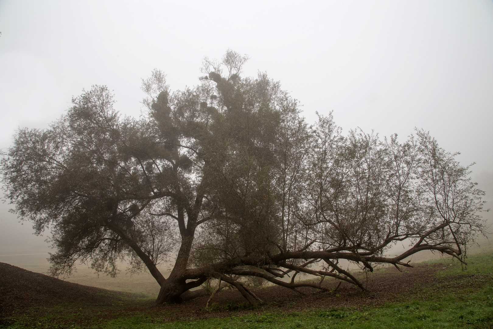 © Renate Müller, Weide, Aubing