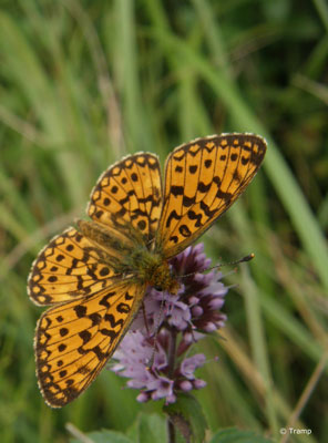 Sumpfwiesen-Perlmuttfalter (Boloria selene): Eine bayernweit rückläufige Art, die auf nicht zu nährstoffreichen Wiesen lebt. © Elke Tramp