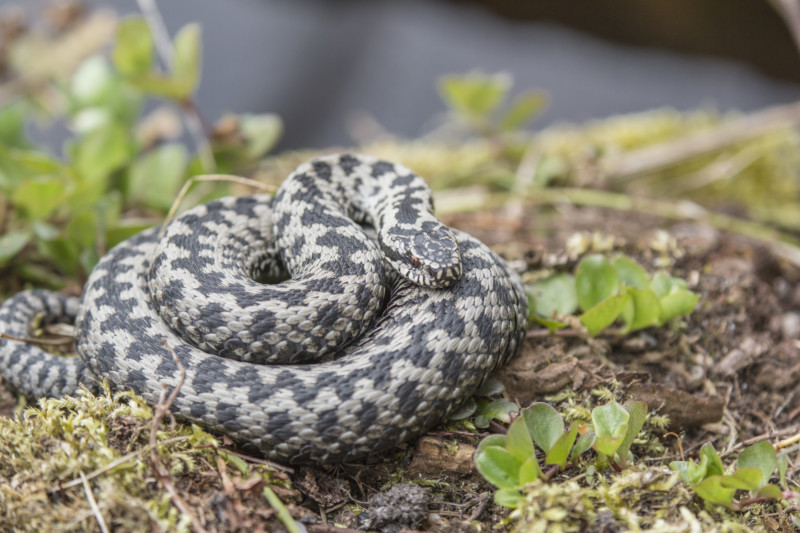 Kreuzotter (Vipera berus): Ein Verbreitungsschwerpunkt in Bayern liegt in den Alpen mit Alpenvorland. Ein weit im Norden befindlicher Vorposten dieser stark bedrohten Art findet sich im Fußbergmoos.© Ralph Sturm, LBV Bildarchiv