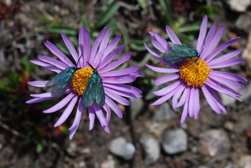 Ampfer-Grünwidderchen (Adscita statices): Das einzige bekannte Vorkommen dieser im Alpenvorland noch weit verbreiteten Schmetterlingsart findet sich auf unseren Flächen.© Dr. Eberhard Pfeuffer, LBV Bildarchiv