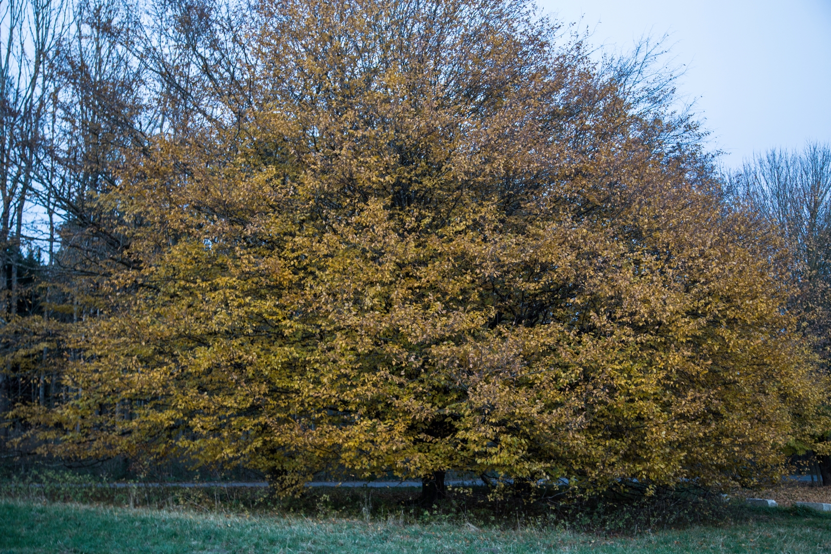 © Renate Müller, Hainbuche, Germeringer See