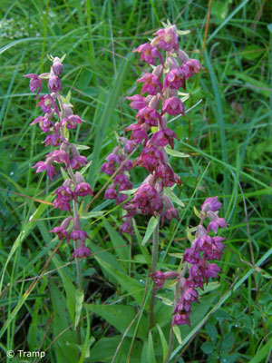 Braunrote Ständelwurz (Epipactis atrorubens): Die Orchidee kann zwischen 10 und 60 cm hoch werden, und auch die Färbung ist variabel. © Elke Tramp