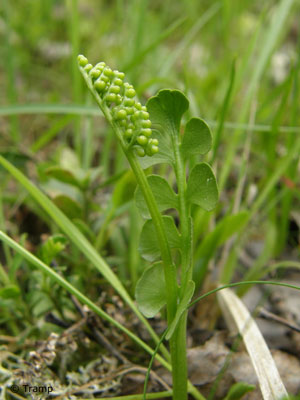 Gemeine Mondraute (Botrychium lunaria): Ein kaum 10 cm großer unscheinbarer Farn, der nur auf spärlich bewachsenen Flächen gedeiht. © Elke Tramp