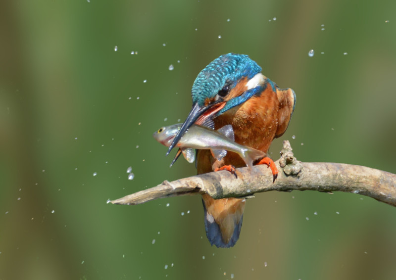 Eisvogel © Herbert Henderkes, LBV Bildarchiv