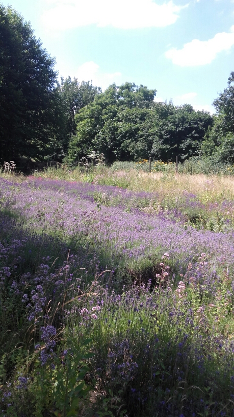 Blühfläche bei Germerswang (C) Heinz Kraus