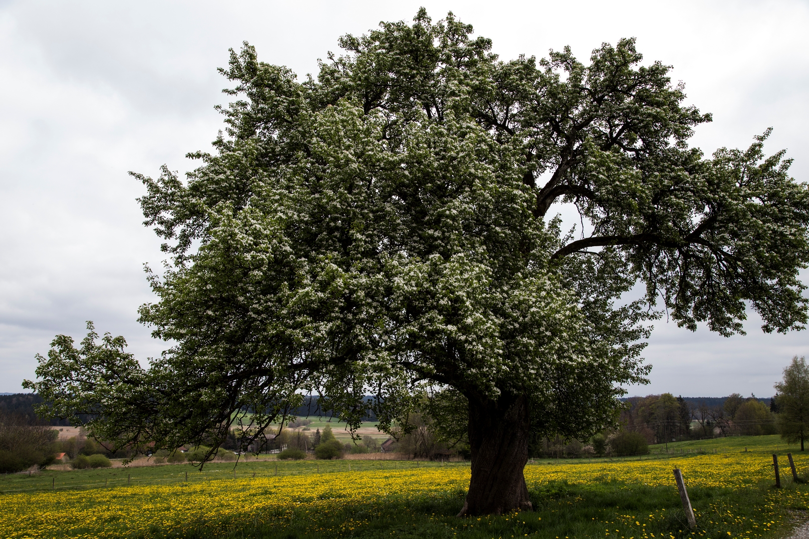 © Renate Müller, Apfelbaum am Zellsee