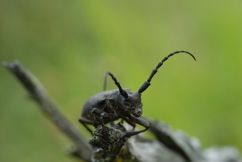 Weberbock (Lamia textor): Die Larven dieser Käferart leben in dicken Wurzeln und Baumstümpfen von Pappeln und Weiden. Im Moos findet sich das einzige bekannte Vorkommen dieser stark gefährdeten Art im Landkreis. © Dr. Eberhard Pfeuffer, LBV Bildarchiv