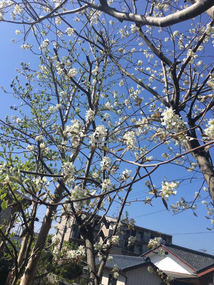 ジューンベリーの花が咲き始めました!6月には、たわわに赤い実をつけます♪