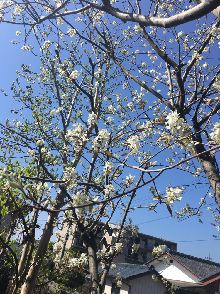 ジューンベリーの花が咲き始めました！6月には、たわわに赤い実をつけます♪