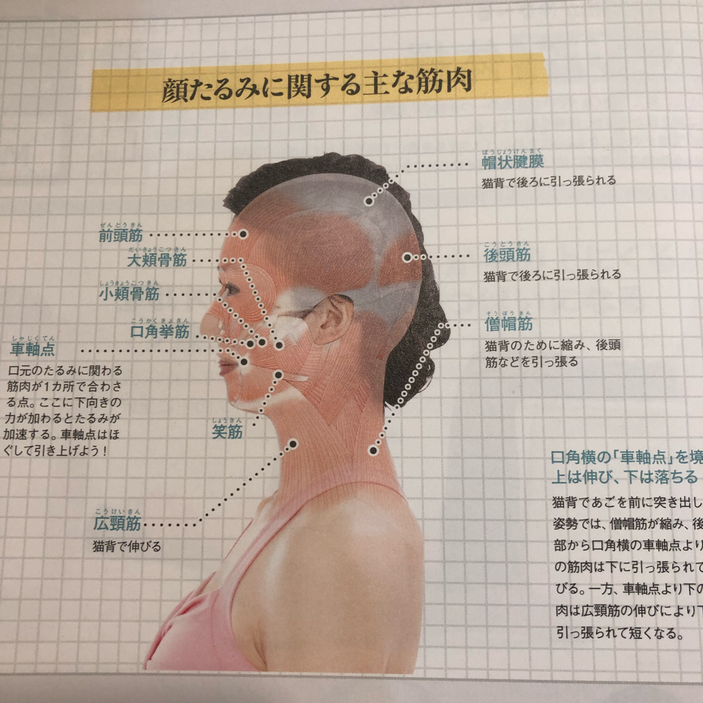お顔も小さな筋肉がたくさんついています♪この表情筋をほぐしてあげると輝く笑顔に!