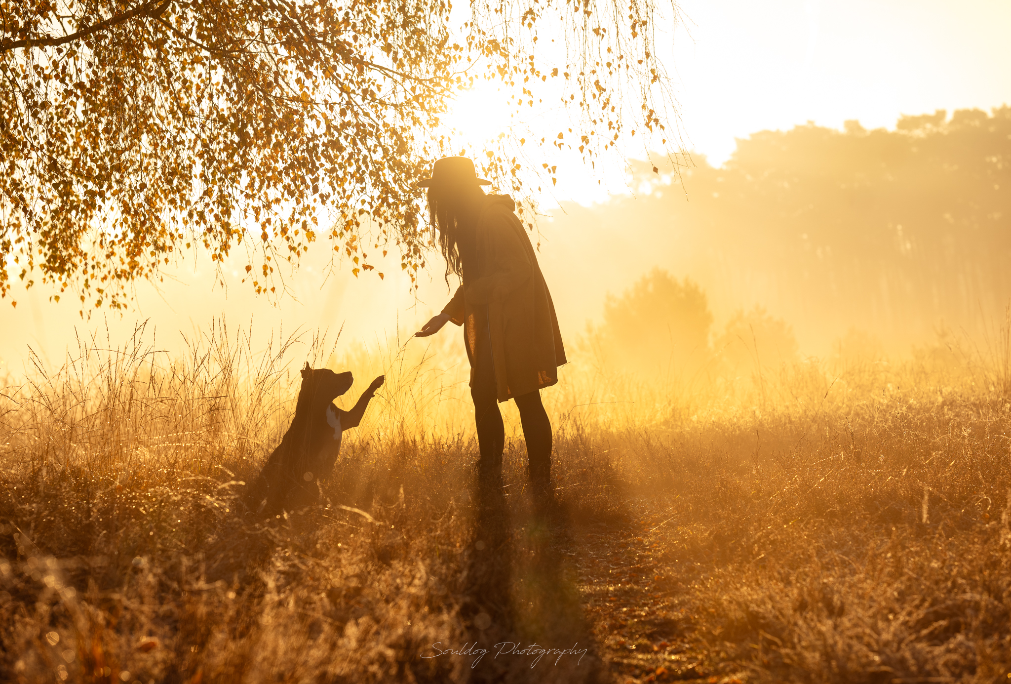 Staffordmix Lucky und Frau um Sonnenaufgang