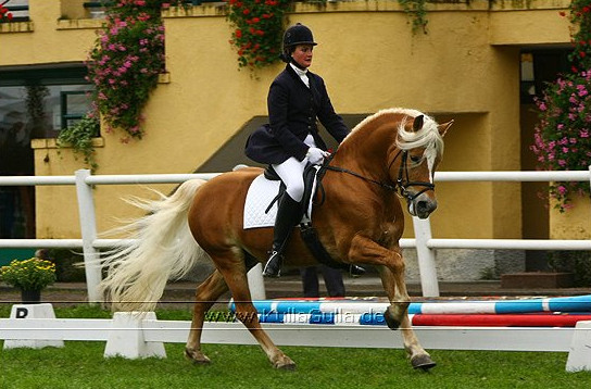 Europachampionat 2009 - Wildbach Dressur