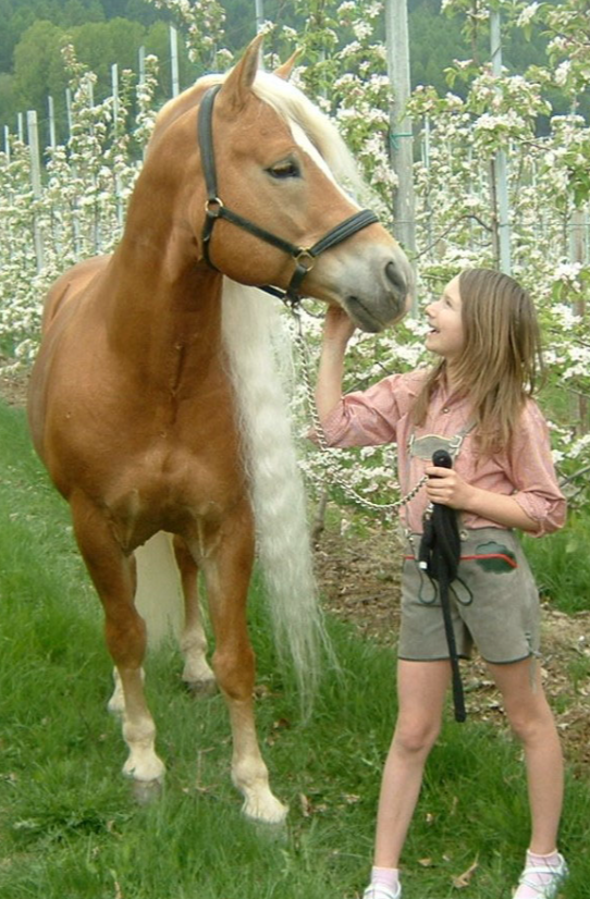 Sandra mit Deckhengst Wildbach im Jahr 2010