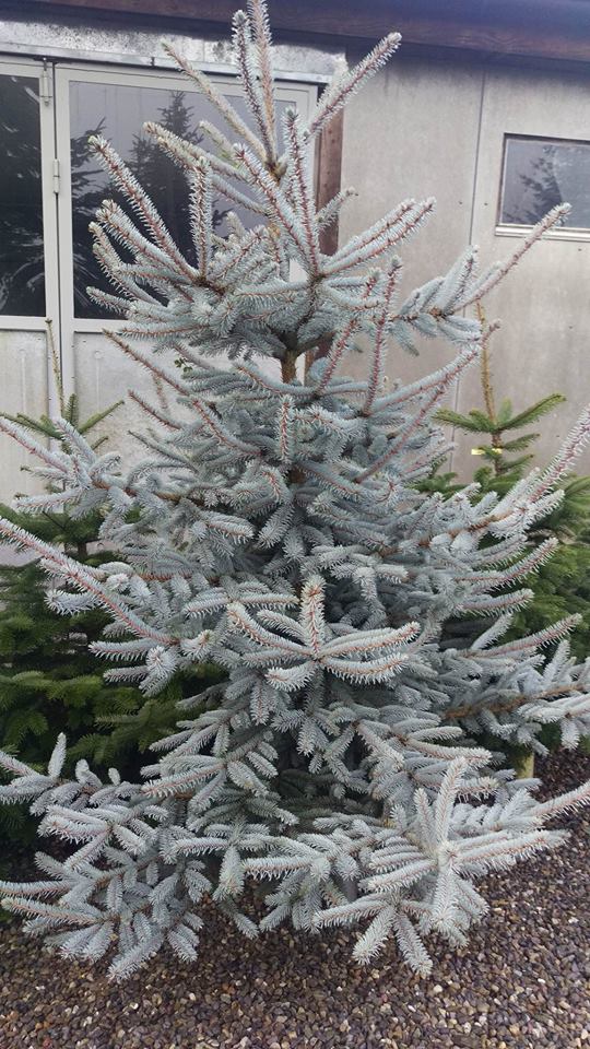 Blautanne / Rottanne Weihnachtsbaum FeldmannFarm