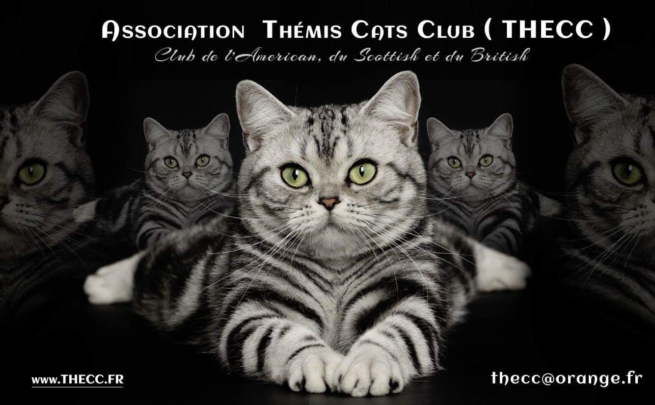 Glossaire Felinotechnique Thecc Themis Cat Club Glossaire Felinotechnique Thecc Themis Cat Club