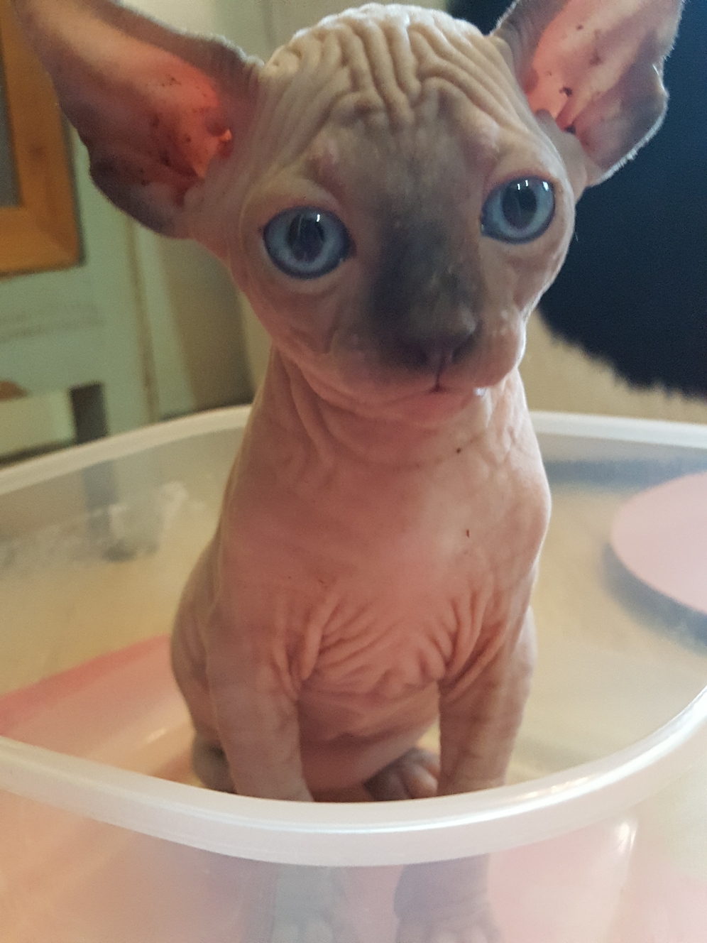 Der kleine Attila ist so süss 💗