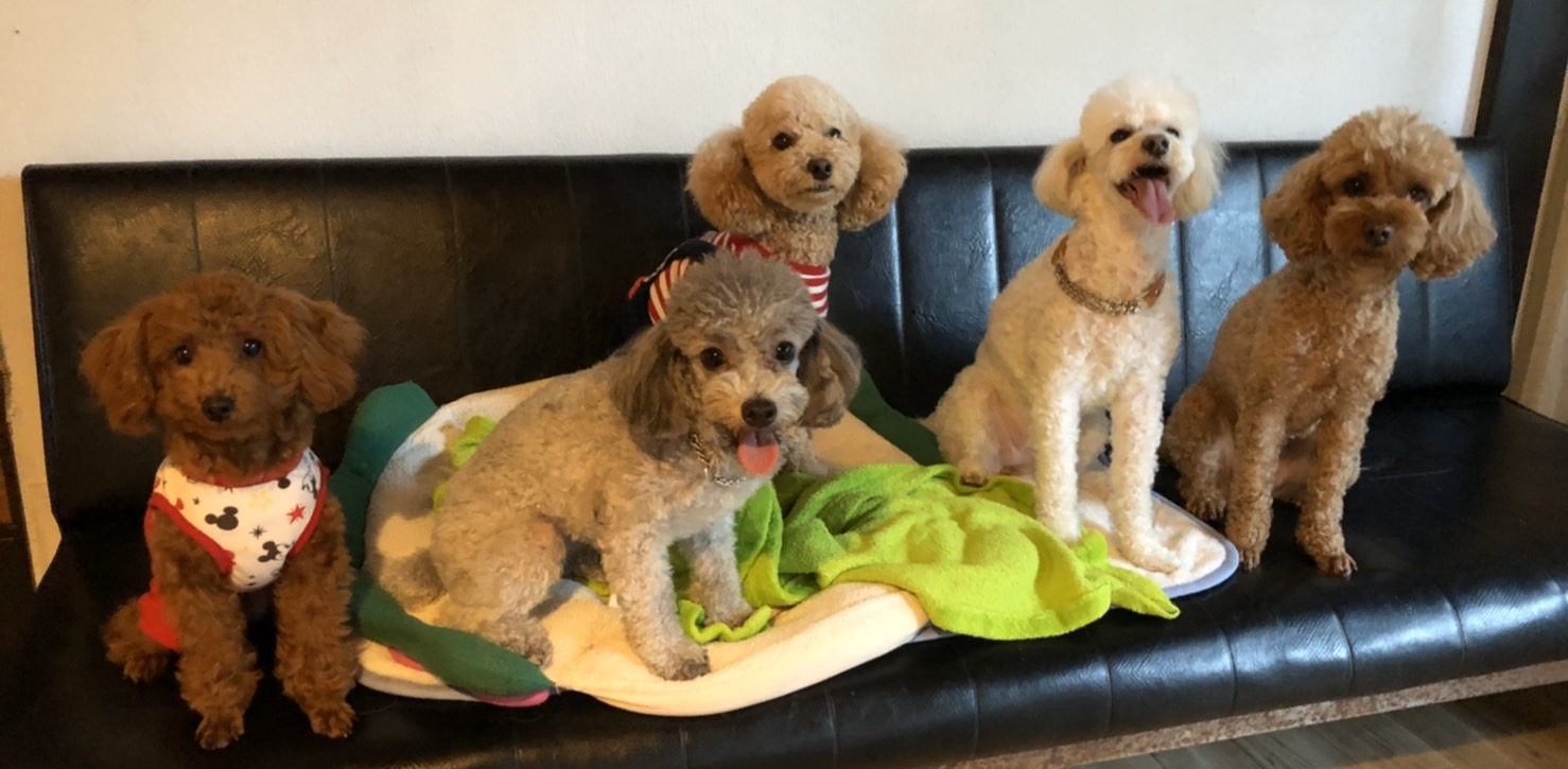 犬のしつけとケージレスペットホテル アポロケイナインワークス のホームページです 犬のしつけとケージレスペットホテル アポロケイナインワークス のホームページです