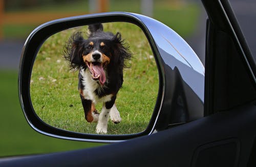 Avez vous les qualités pour devenir comportementaliste canin?