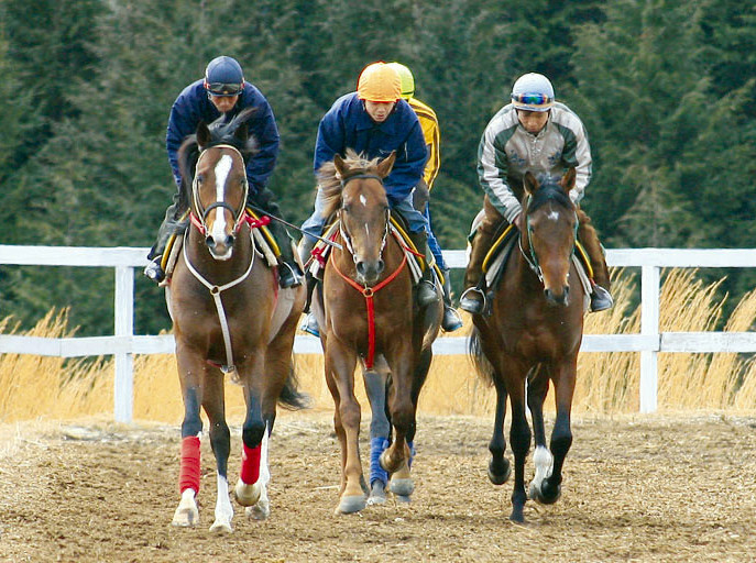 山岡トレーニングセンター 競走馬の育成牧場