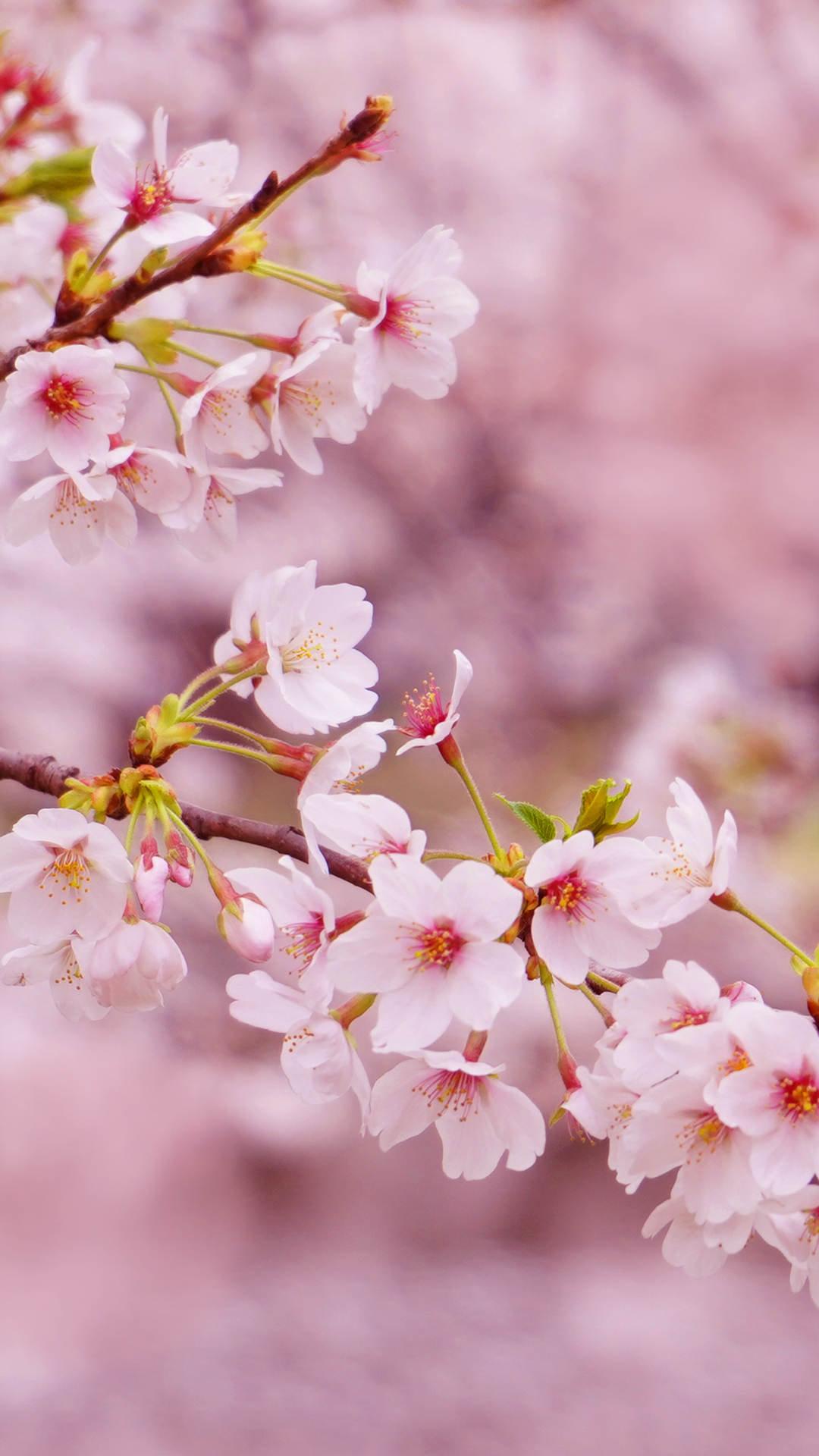 桜の花の画像 壁紙 待ち受け 無料で大人可愛いスマホ用待ち受け画像をダウンロードできる Cute