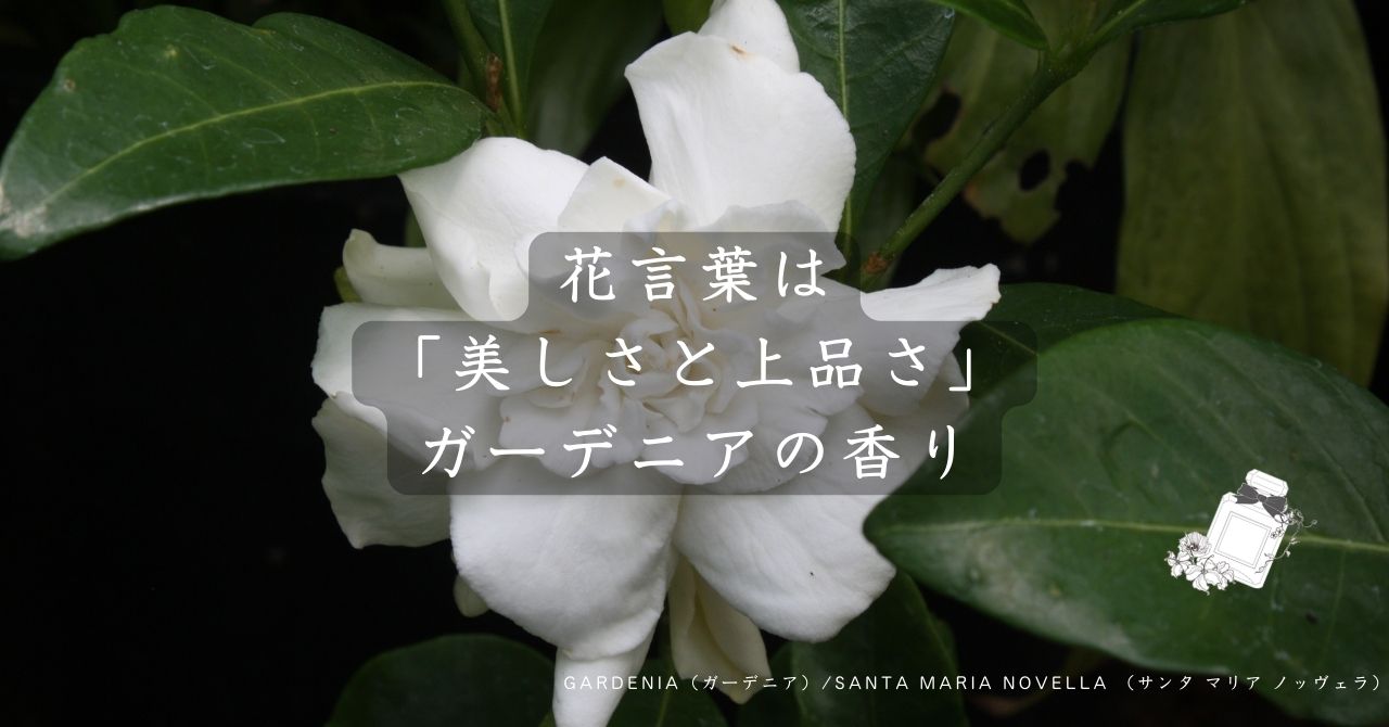 GARDENIA（ガーデニア）/Santa Maria Novella （サンタ マリア ノッヴェラ）