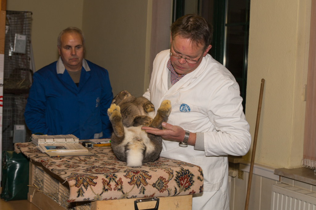 Die Tierbewertung erfolgt gewissenhaft durch die Preisrichter