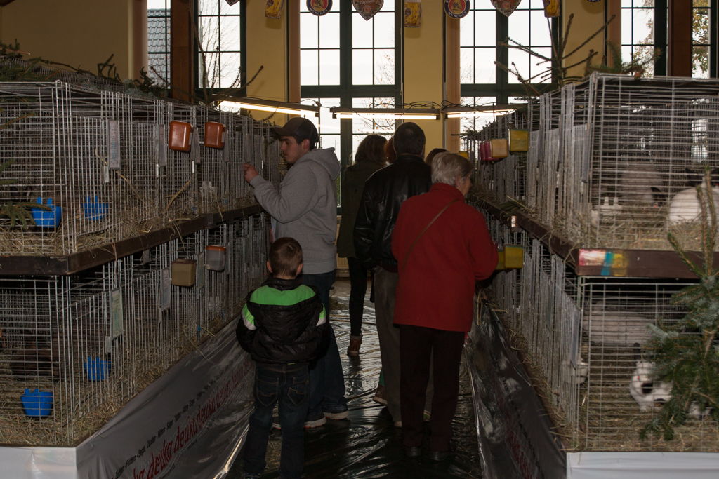 Die Besucher schauen sich die ausgestellten Kaninchen an.